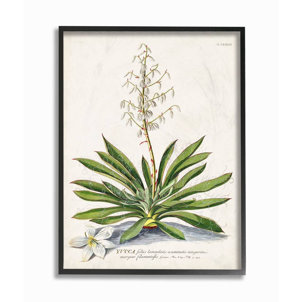 Stupell Industries Botanical Fern Illustration Wall Art in Black Frame
